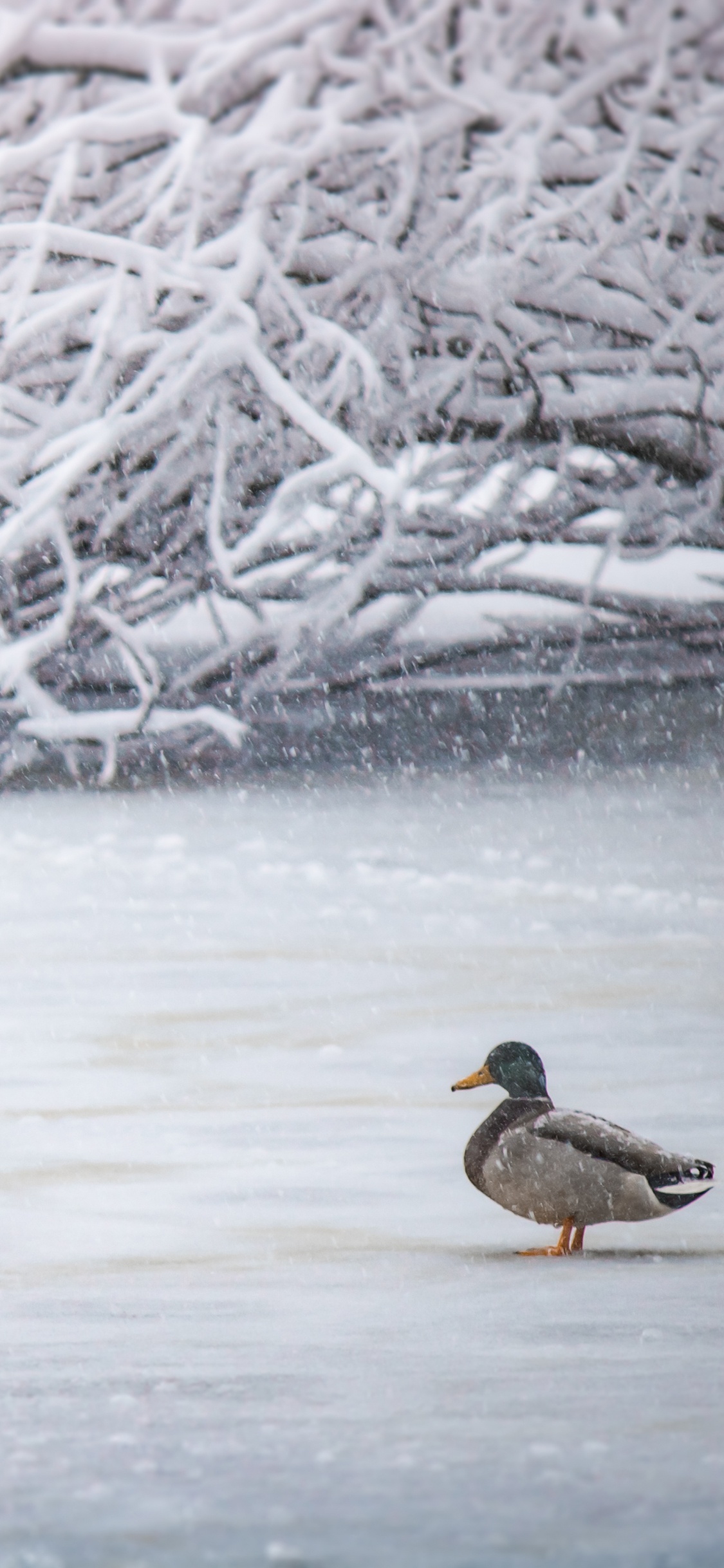 Brown and Black Duck on Snow Covered Ground. Wallpaper in 1125x2436 Resolution