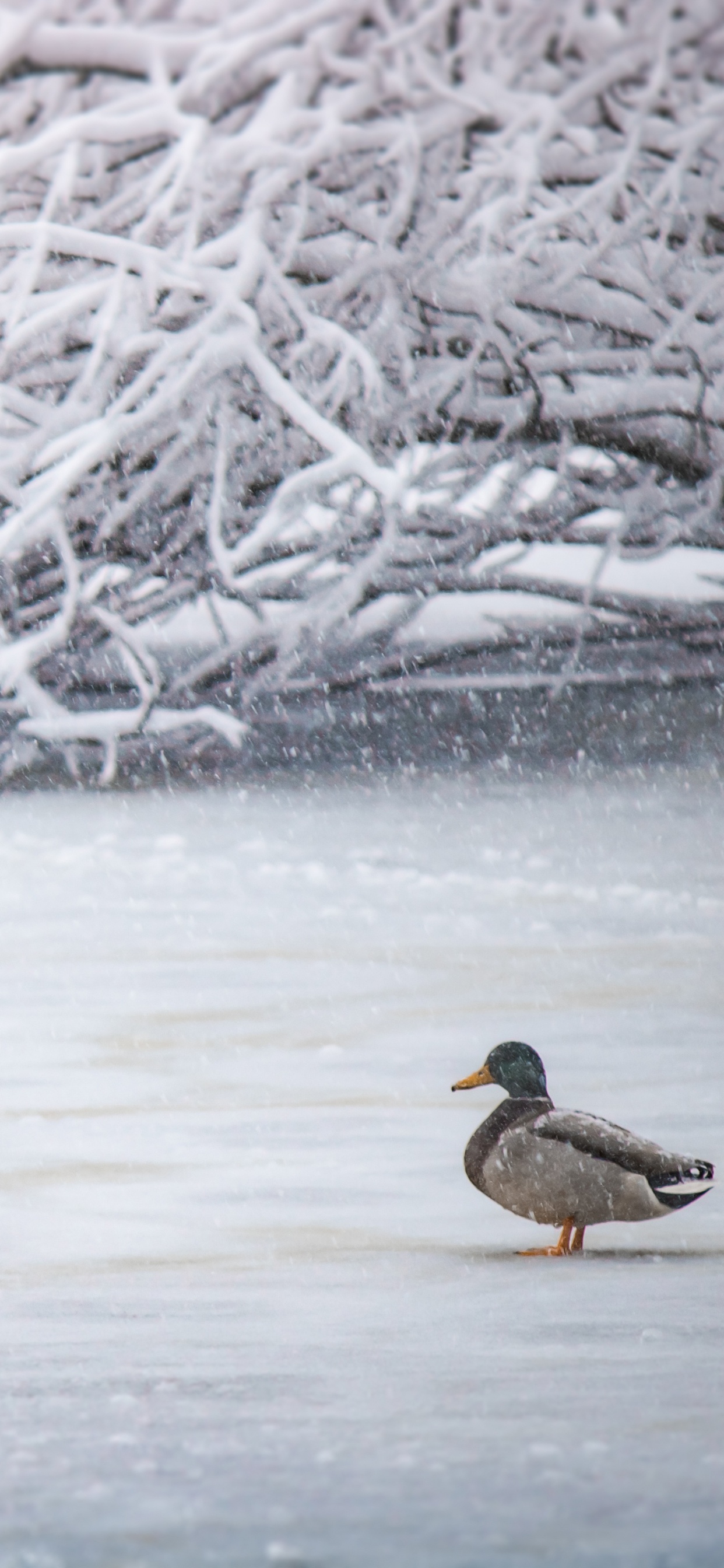 Brown and Black Duck on Snow Covered Ground. Wallpaper in 1242x2688 Resolution