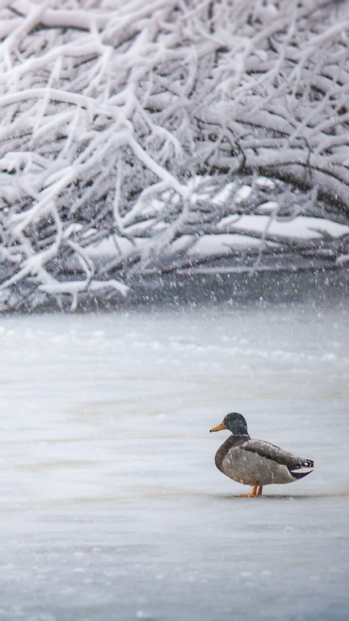 Brown and Black Duck on Snow Covered Ground. Wallpaper in 720x1280 Resolution