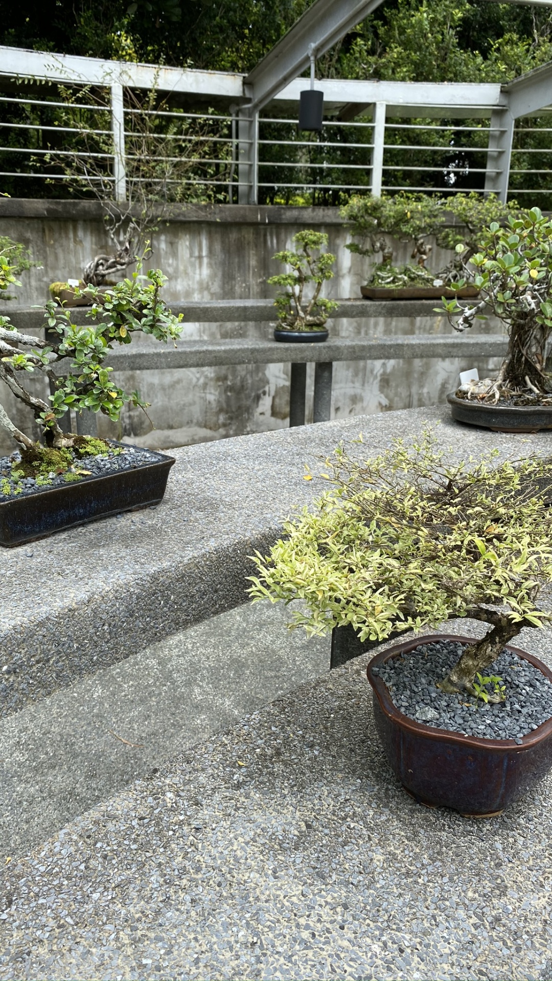 Baum, Bonsai, Blumentopf, Garden, Staude. Wallpaper in 1080x1920 Resolution