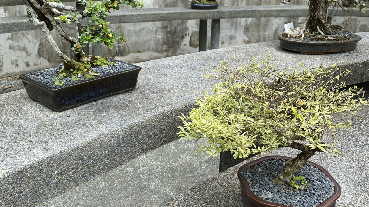 Tree, Bonsai, Flowerpot, Plant, Garden. Wallpaper in 1280x720 Resolution