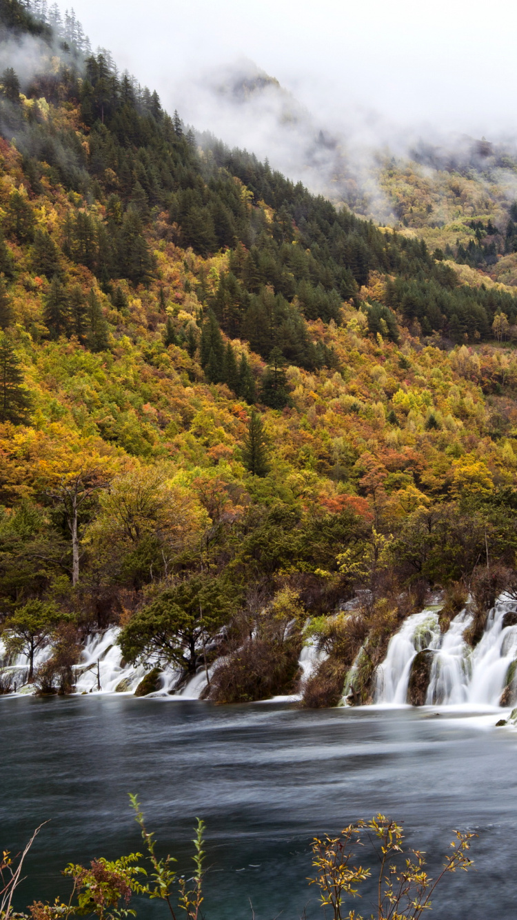 Green and Brown Trees Near River. Wallpaper in 750x1334 Resolution