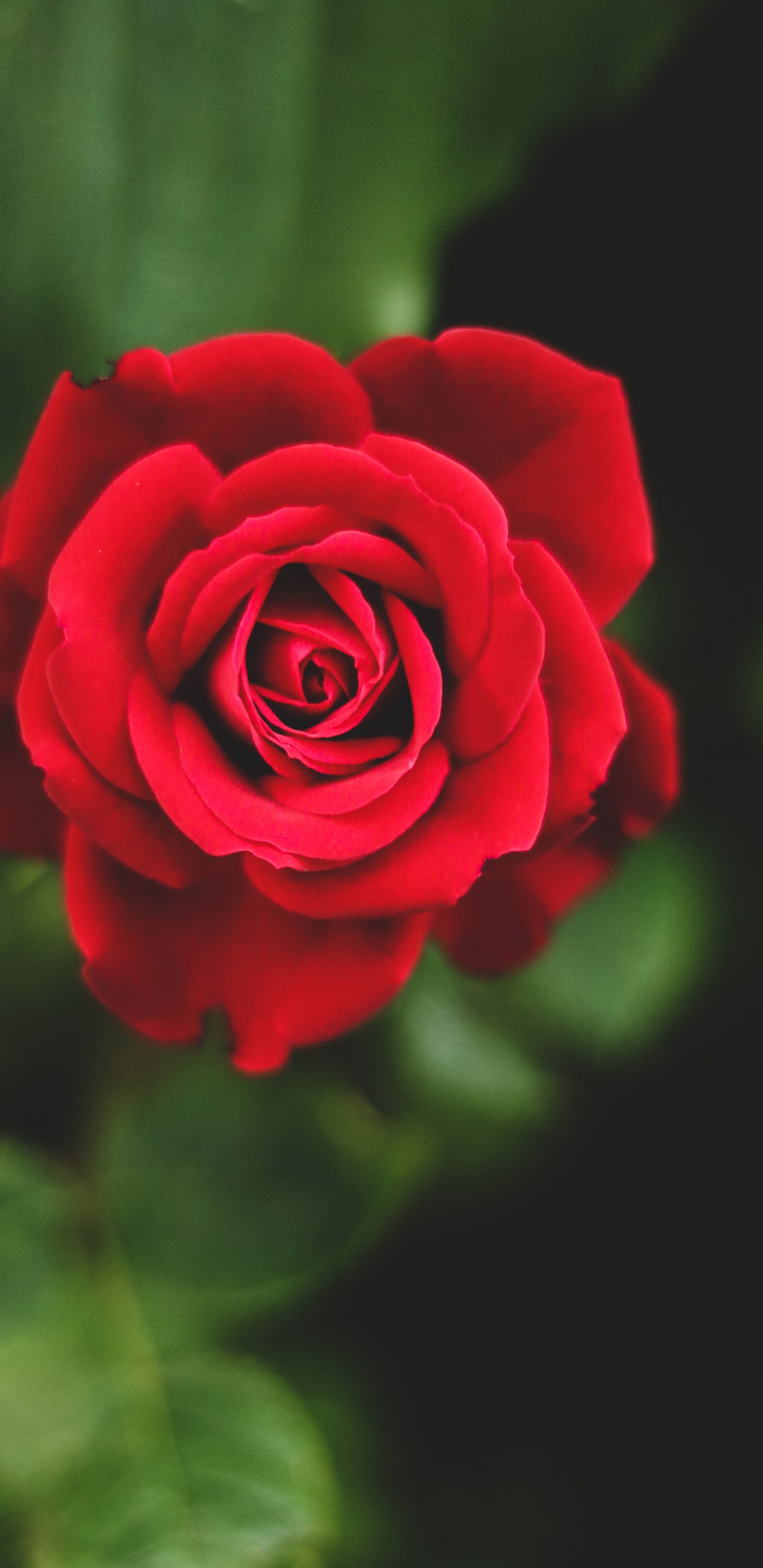 Red Rose, Rose, Flower, Red, Flower Bouquet. Wallpaper in 1440x2960 Resolution