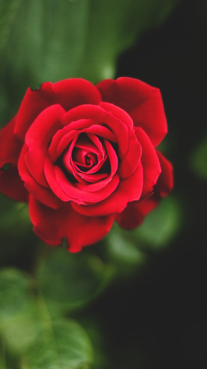 Red Rose, Rose, Flower, Red, Flower Bouquet. Wallpaper in 720x1280 Resolution