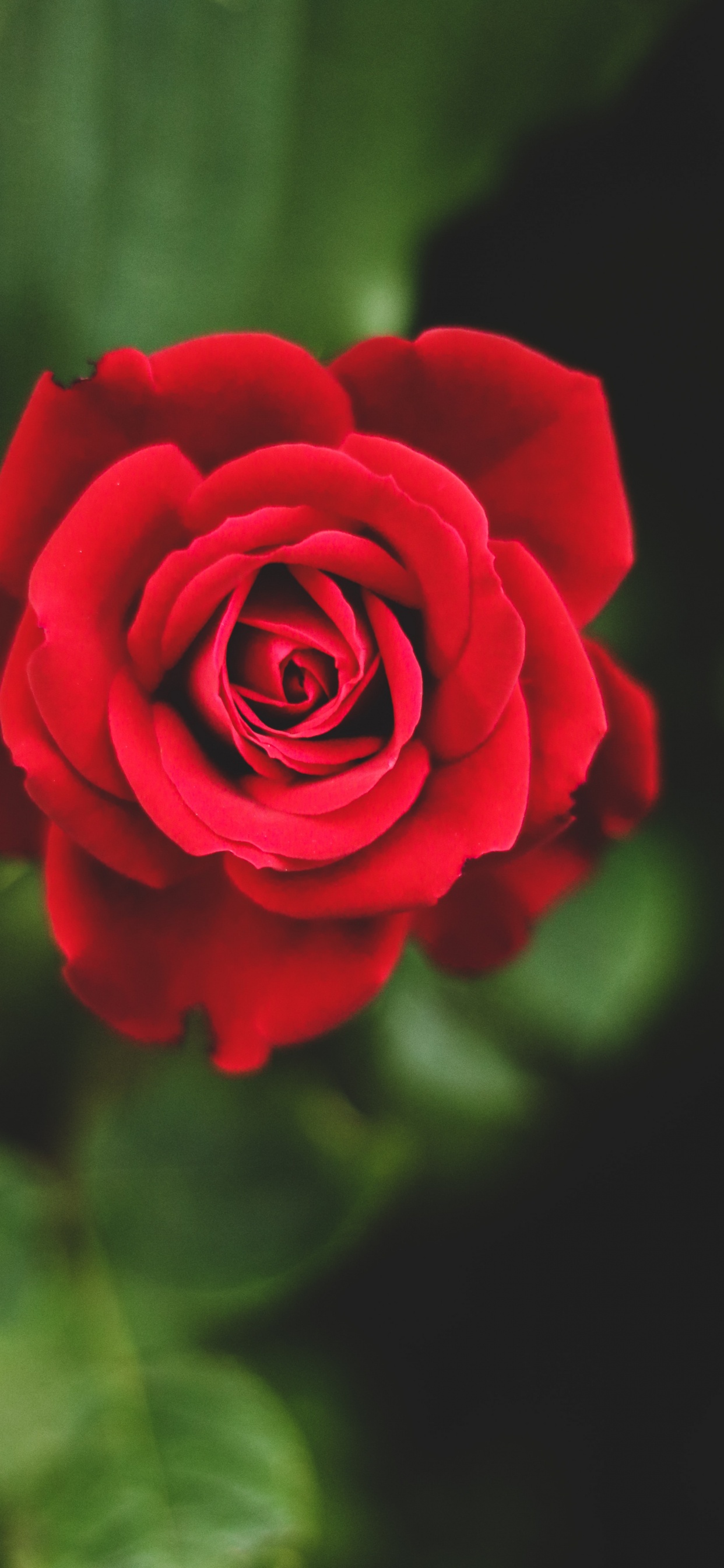 Rosa Roja, Rojo, Ramo de Flores, Pétalo, Híbrido de té de Rosa. Wallpaper in 1242x2688 Resolution