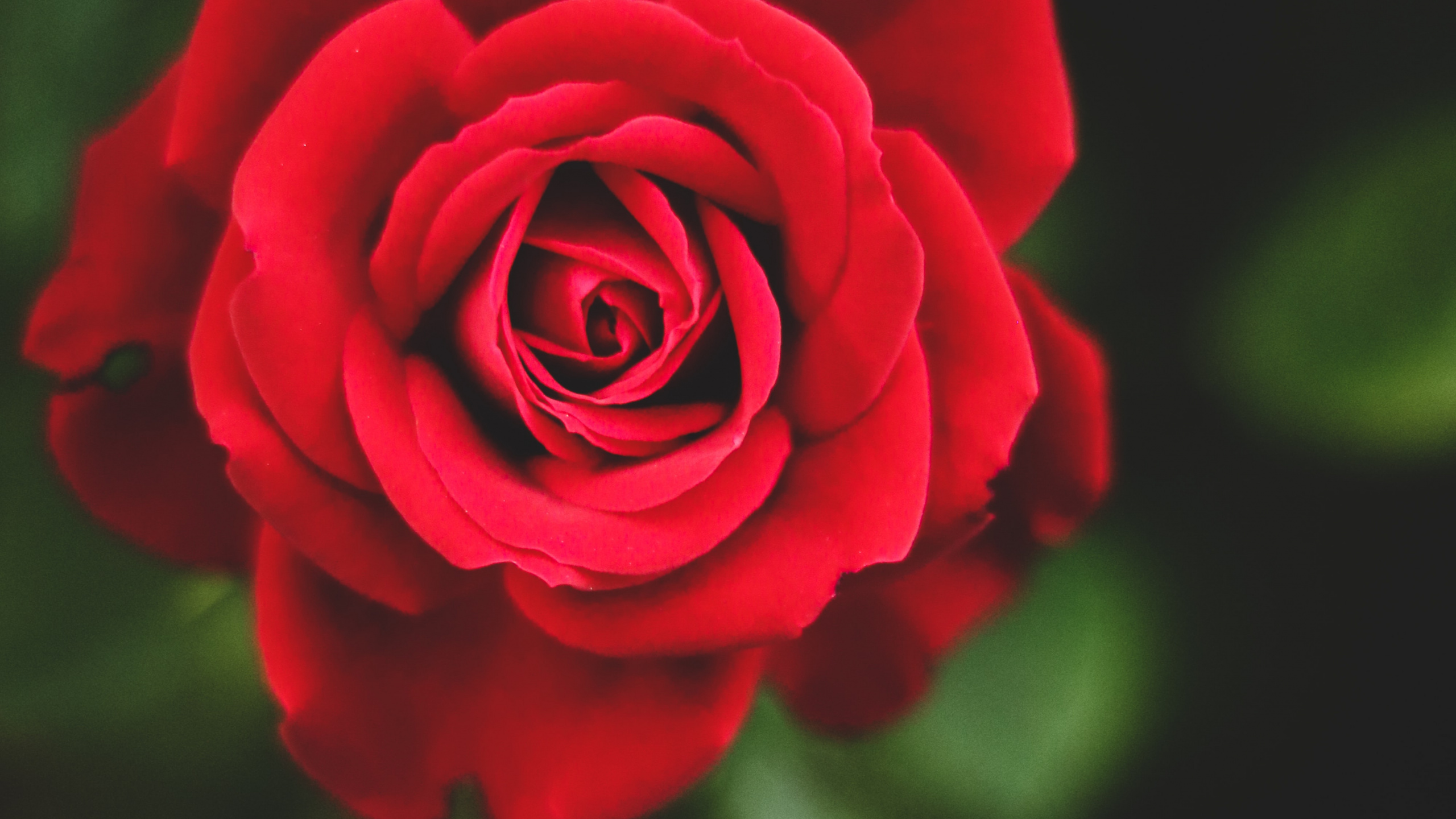 Rose Rouge, Roses, Red, Bouquet de Fleurs, Pétale. Wallpaper in 2560x1440 Resolution
