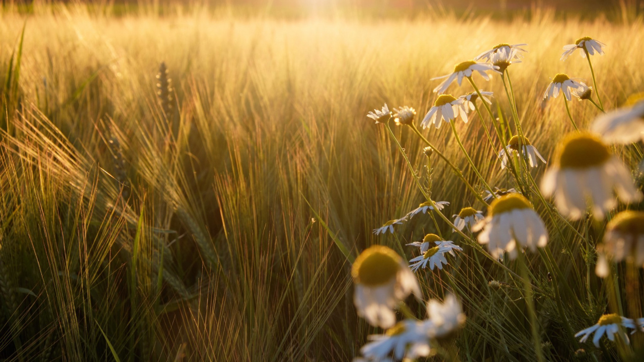 Campo de Flores Blancas Durante la Puesta de Sol. Wallpaper in 1280x720 Resolution