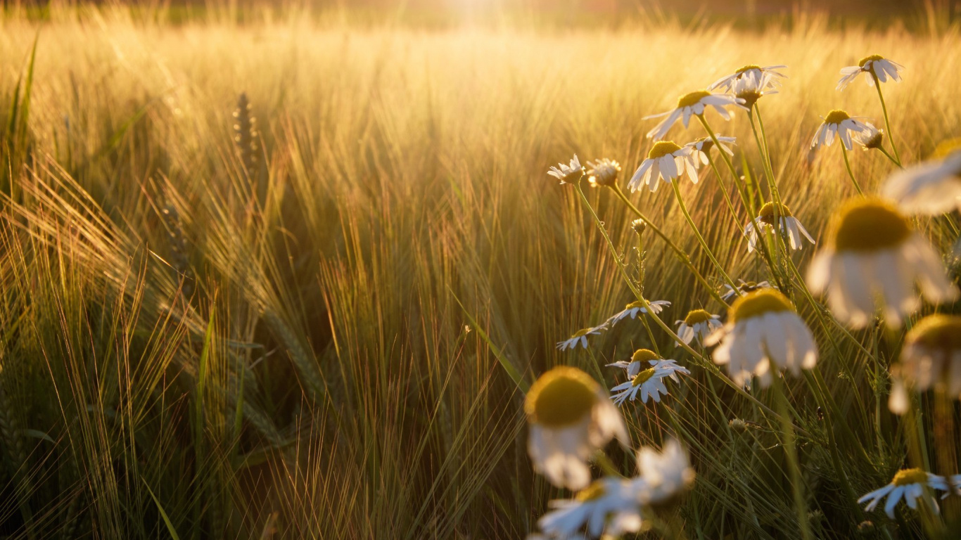 Campo de Flores Blancas Durante la Puesta de Sol. Wallpaper in 1366x768 Resolution