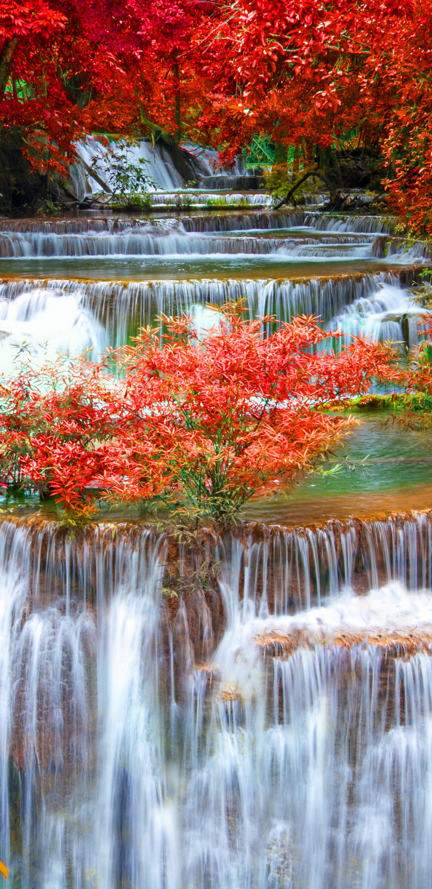Water Falls in The Middle of Trees. Wallpaper in 1440x2960 Resolution