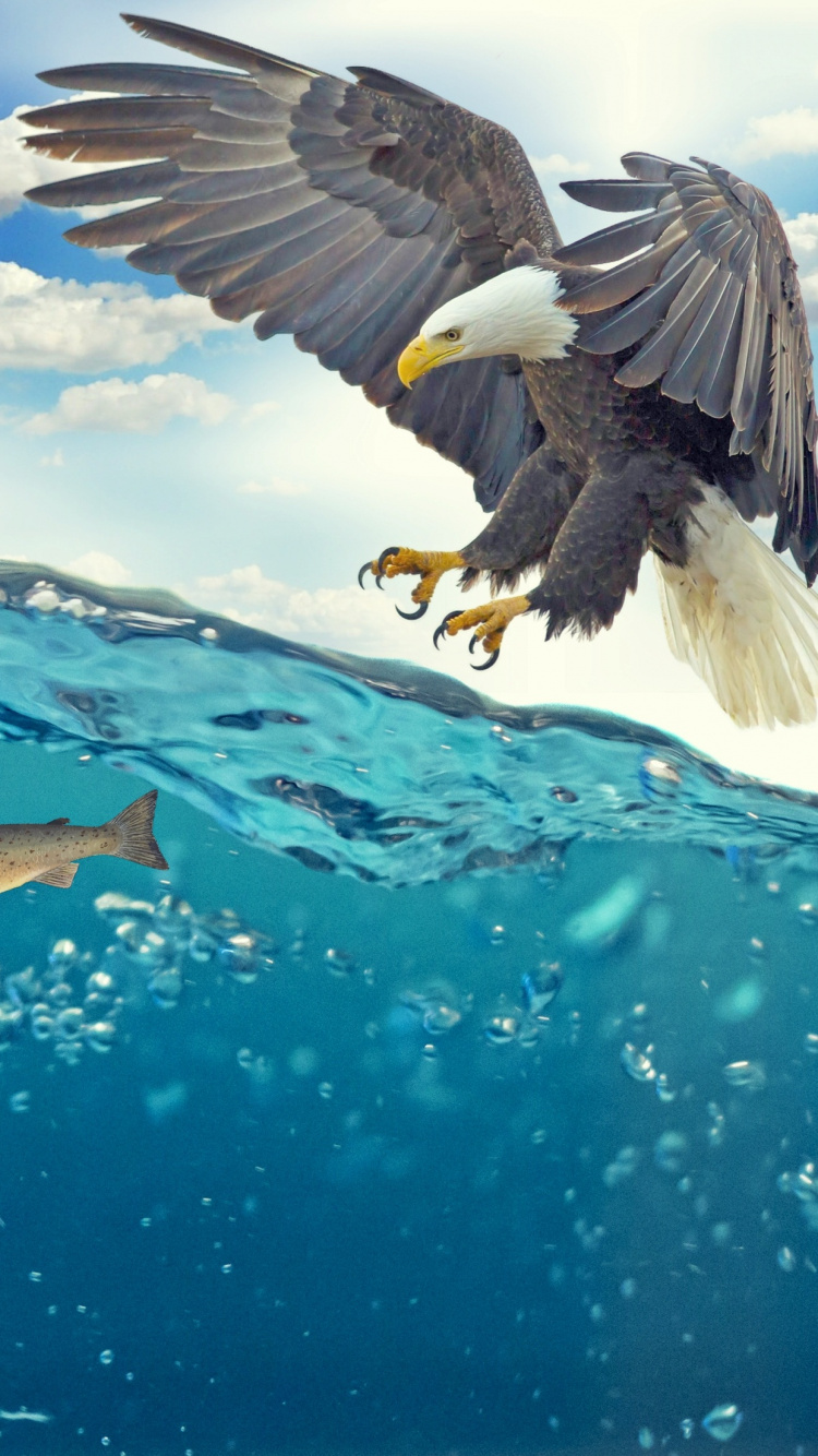 Brown and White Bird Flying Under Blue Sky During Daytime. Wallpaper in 750x1334 Resolution