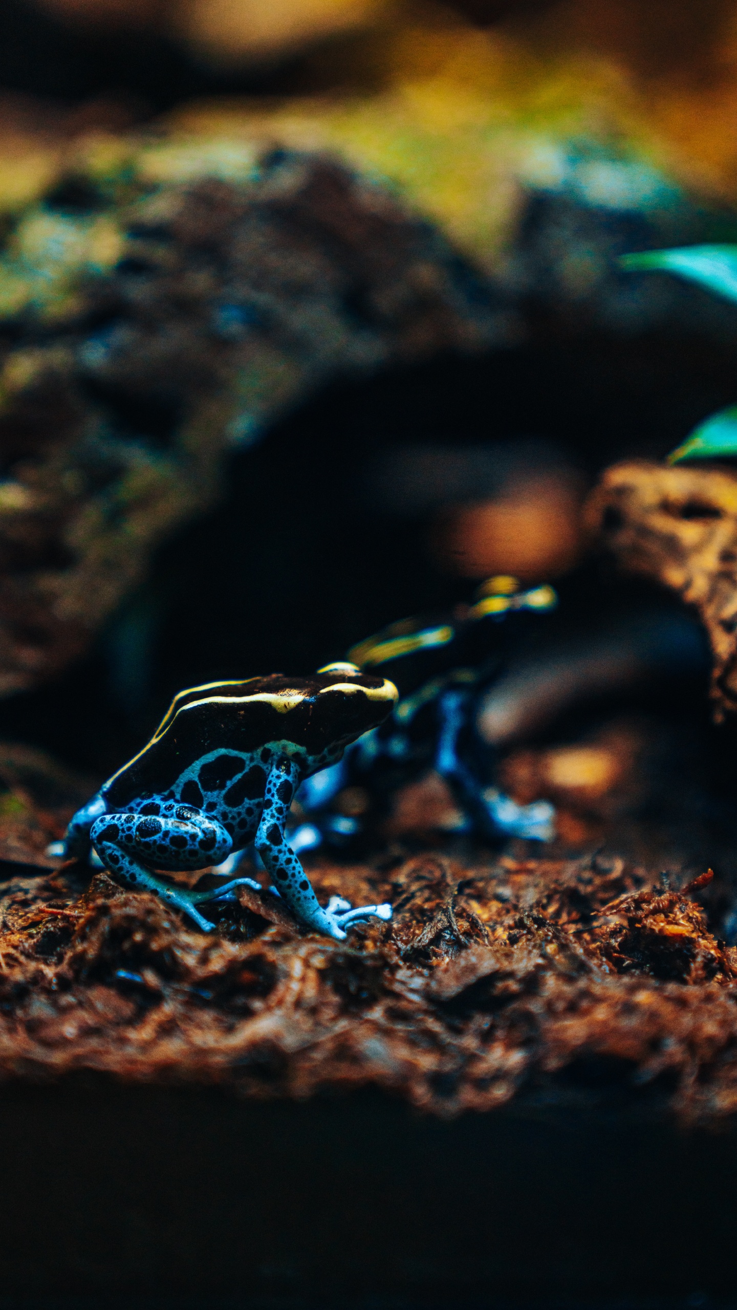 Blau-weißer Frosch Auf Braunem Felsen. Wallpaper in 1440x2560 Resolution