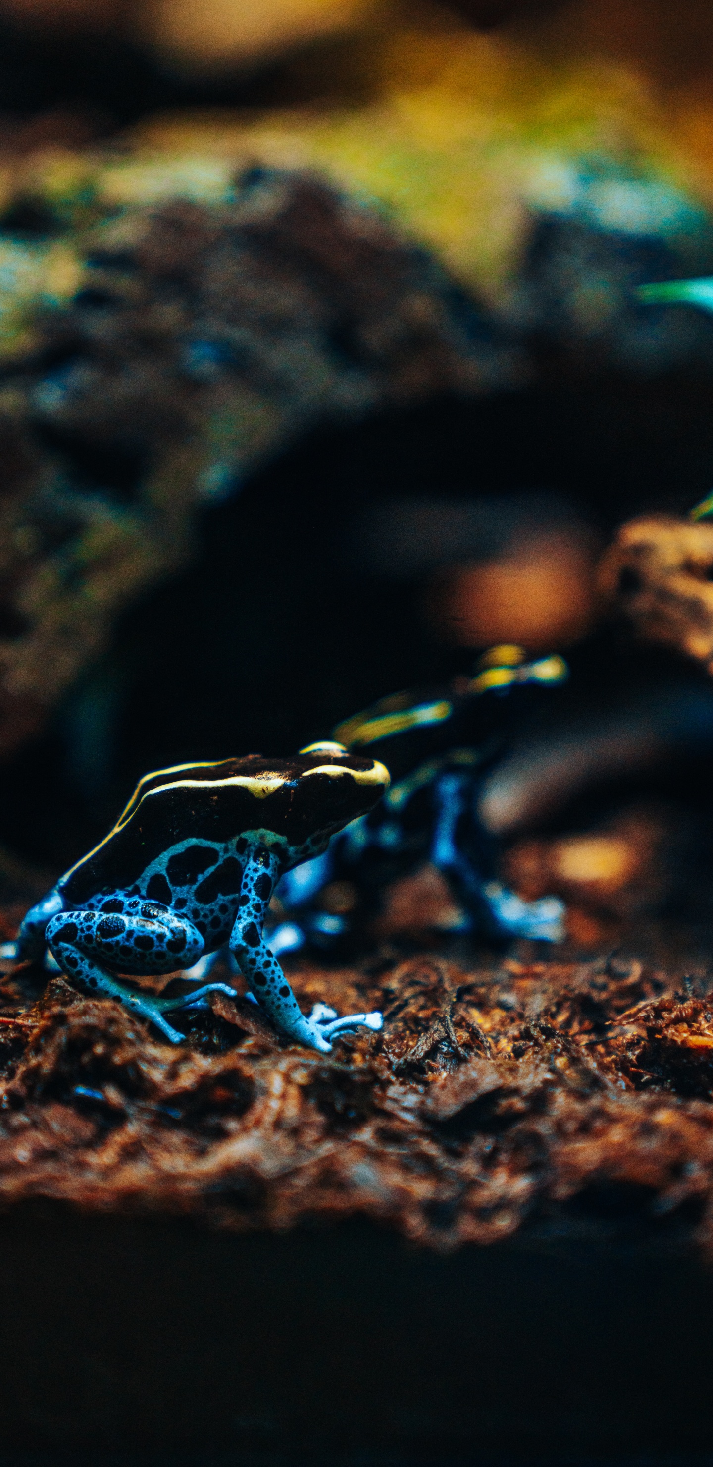 Blau-weißer Frosch Auf Braunem Felsen. Wallpaper in 1440x2960 Resolution