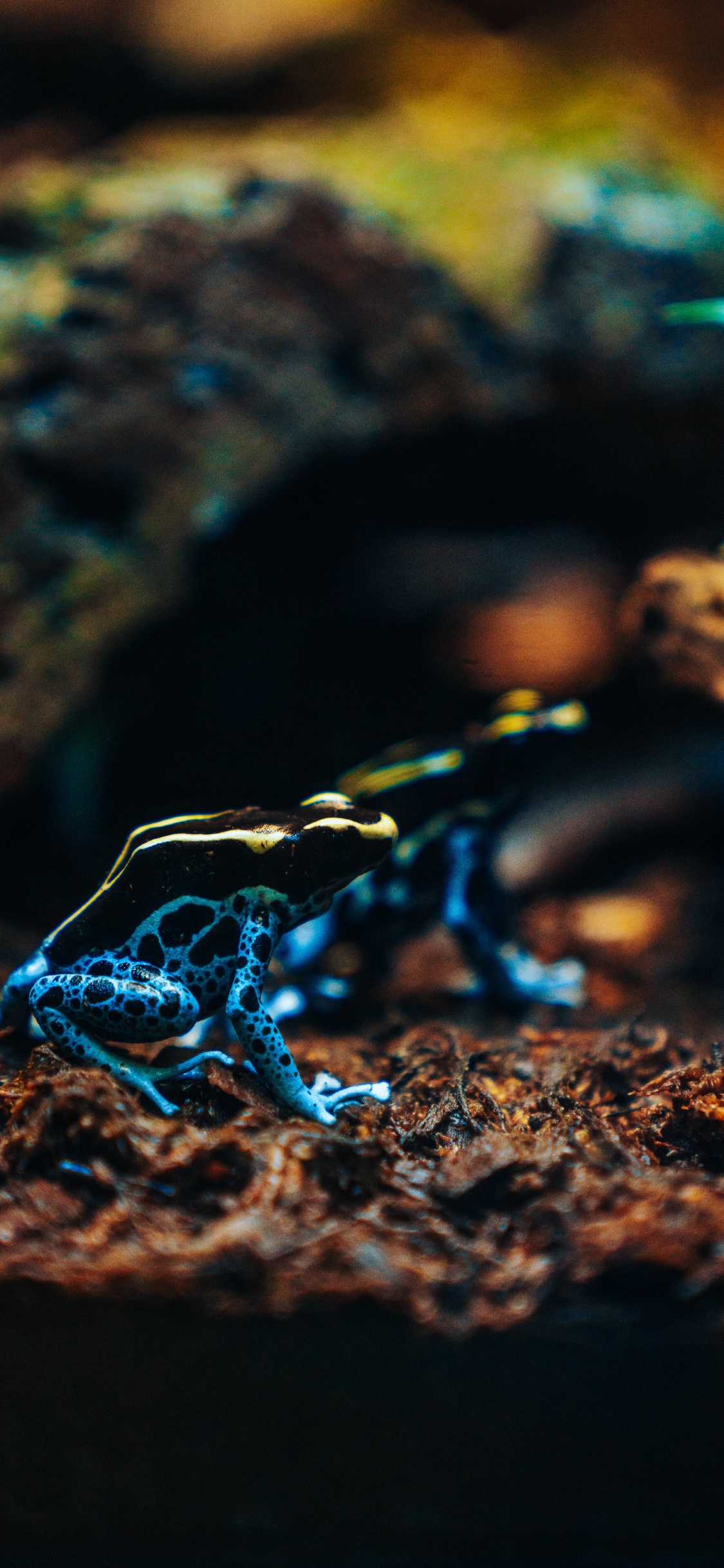 Blue and White Frog on Brown Rock. Wallpaper in 1125x2436 Resolution