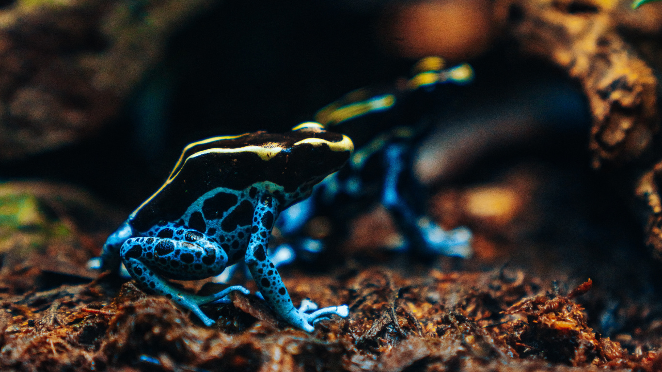 Blue and White Frog on Brown Rock. Wallpaper in 1366x768 Resolution