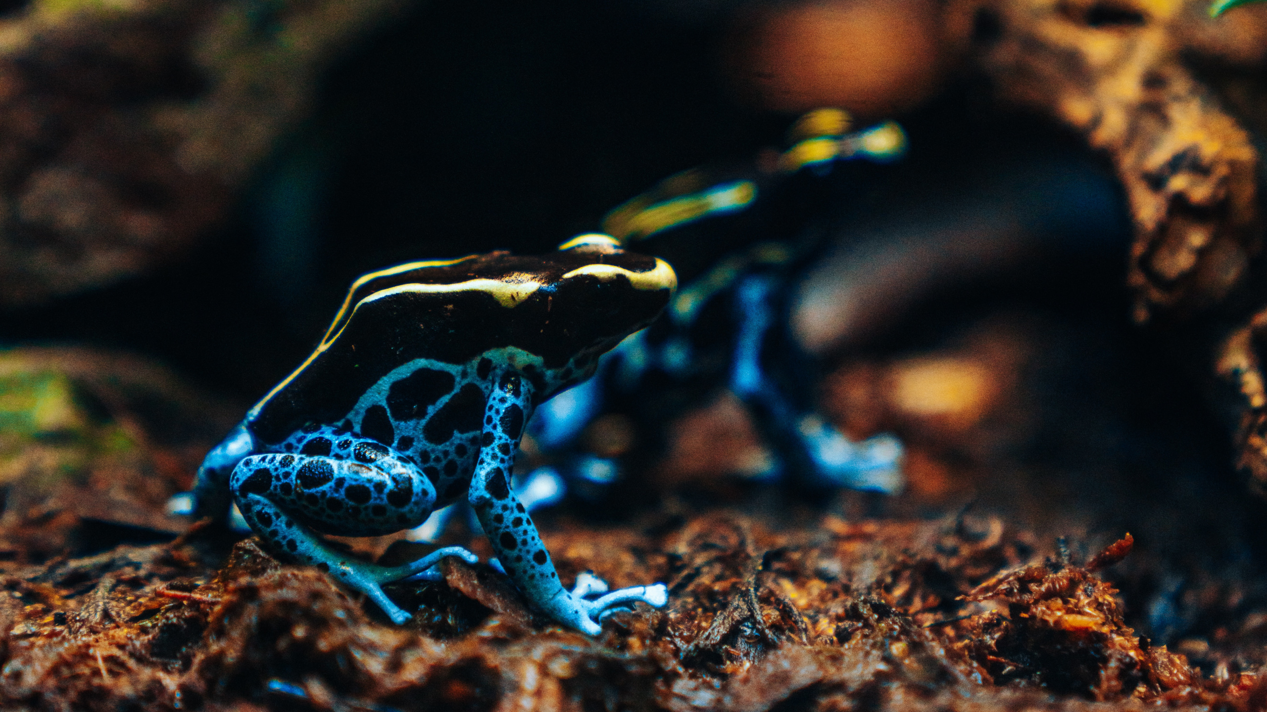 Grenouille Bleue et Blanche Sur la Roche Brune. Wallpaper in 2560x1440 Resolution