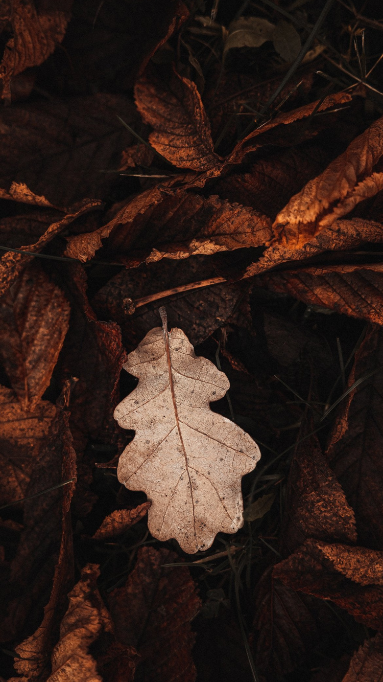 Leaf, Brown, Plant, Twig, Wood. Wallpaper in 750x1334 Resolution