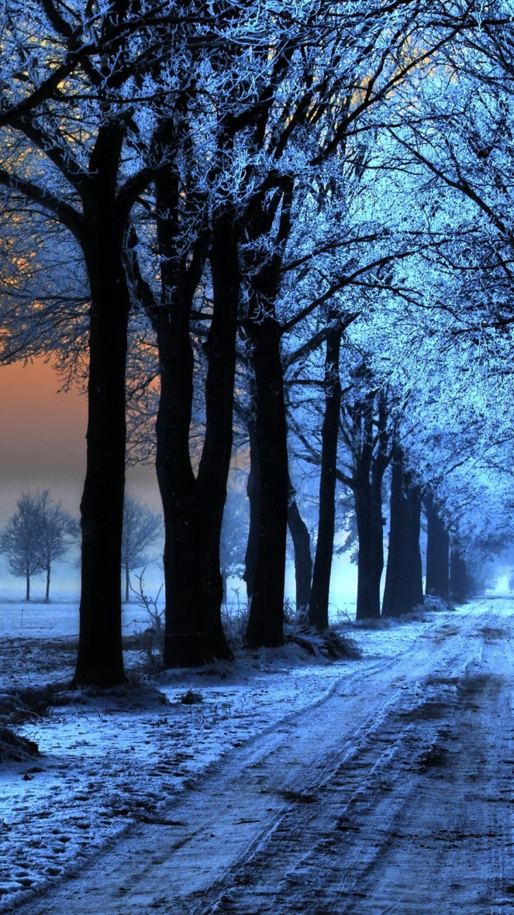 Arbres Bruns Sur le Sol Couvert de Neige Pendant le Coucher du Soleil. Wallpaper in 750x1334 Resolution