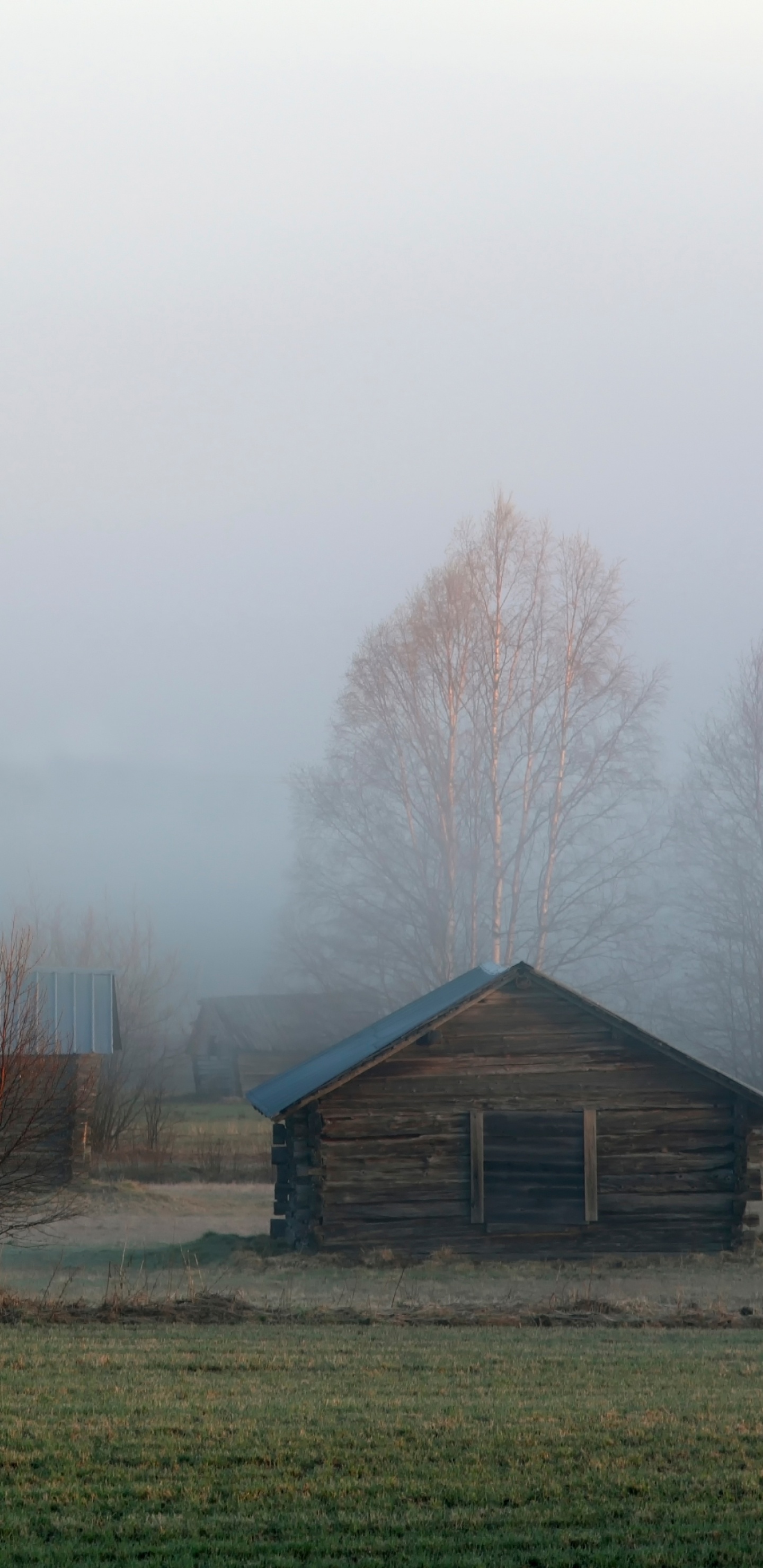 Arbres Nus Bruns Sur Terrain D'herbe Verte Pendant la Journée. Wallpaper in 1440x2960 Resolution