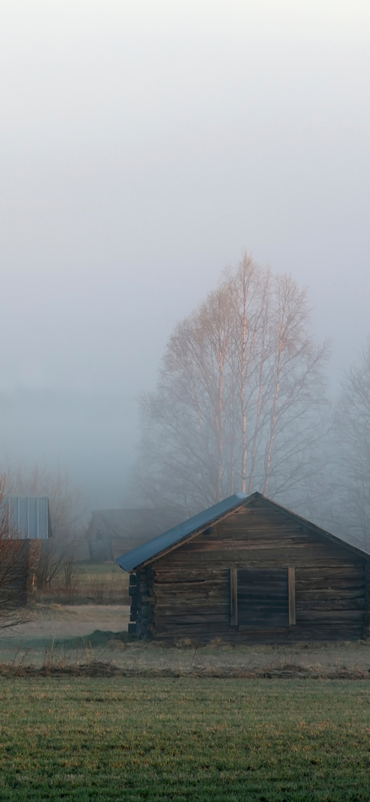 Brown Bare Trees on Green Grass Field During Daytime. Wallpaper in 1242x2688 Resolution