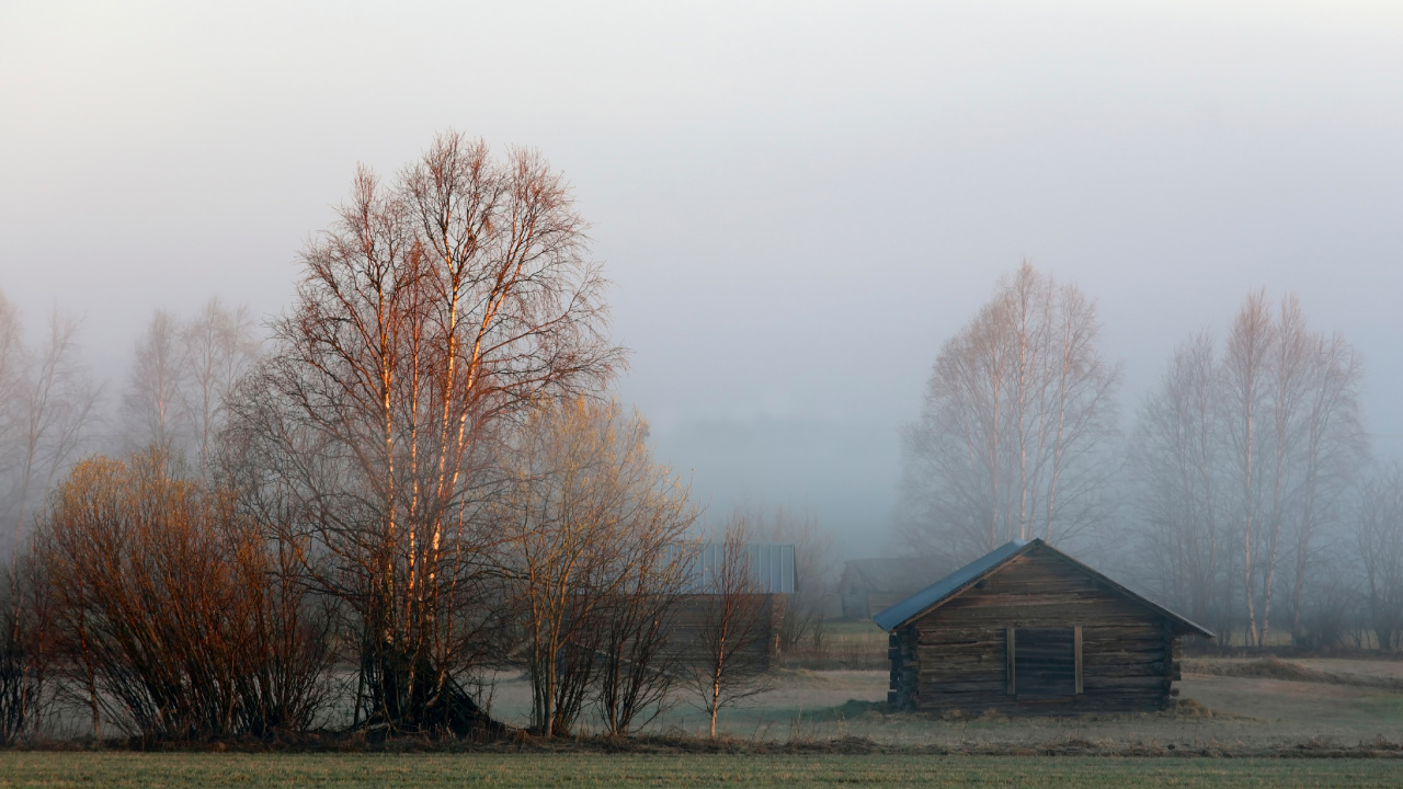 Brown Bare Trees on Green Grass Field During Daytime. Wallpaper in 1280x720 Resolution