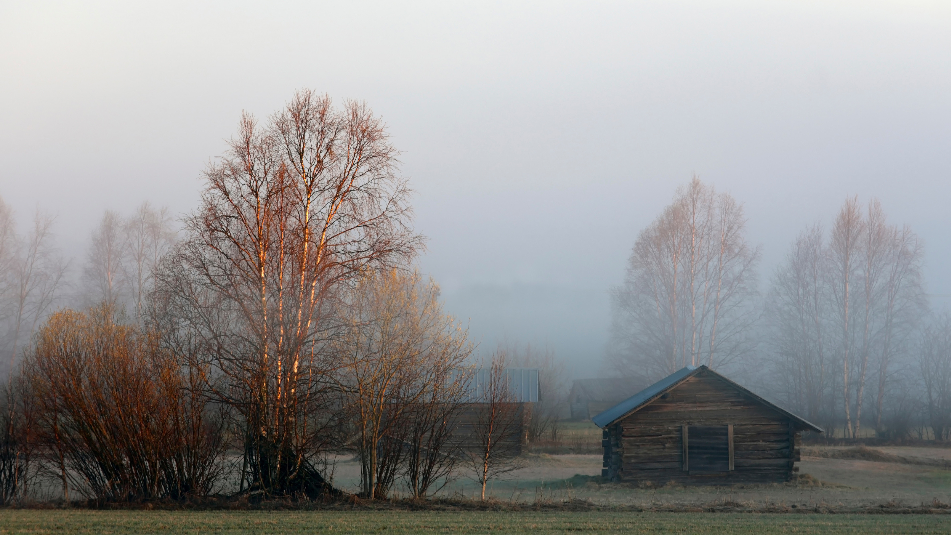 Brown Bare Trees on Green Grass Field During Daytime. Wallpaper in 3840x2160 Resolution