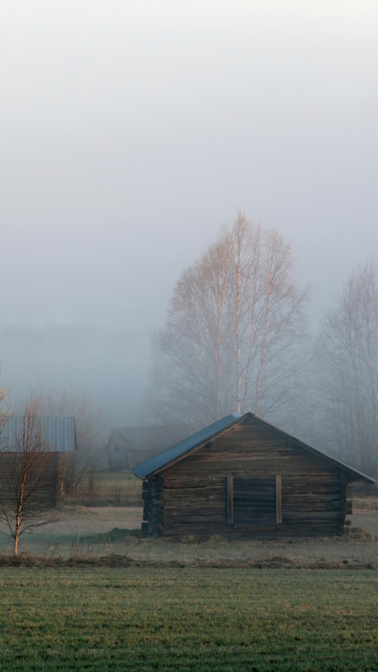 Brown Bare Trees on Green Grass Field During Daytime. Wallpaper in 750x1334 Resolution