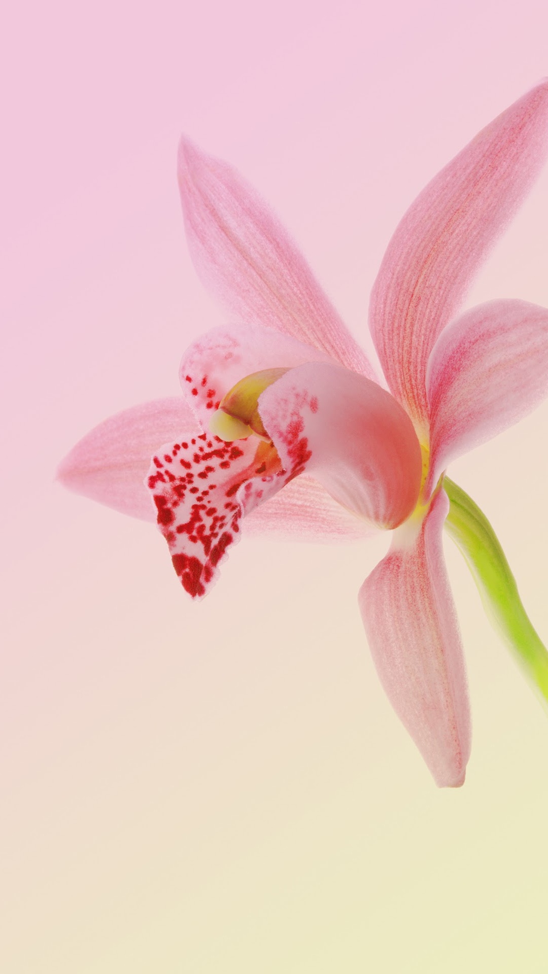 Huawei, Huawei Nova, Huawei Nova 2, Huawei Nova 2 Plus, Android. Wallpaper in 1080x1920 Resolution