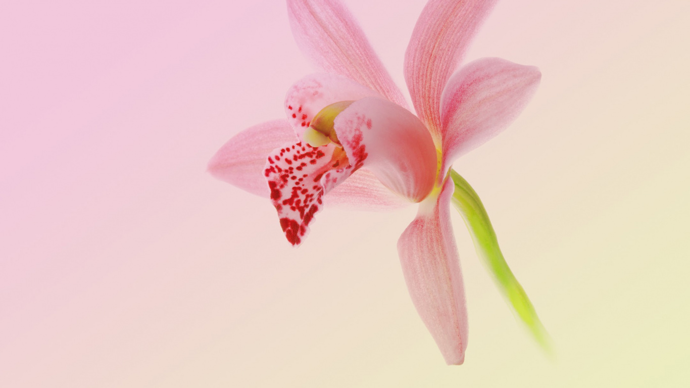 Huawei, Huawei Nova, Huawei Nova 2, Huawei Nova 2 Plus, Android. Wallpaper in 1366x768 Resolution