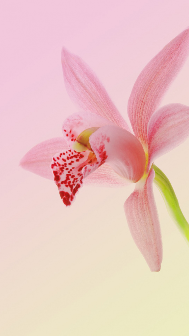 Huawei, Huawei Nova, Huawei Nova 2, Huawei Nova 2 Plus, Android. Wallpaper in 750x1334 Resolution