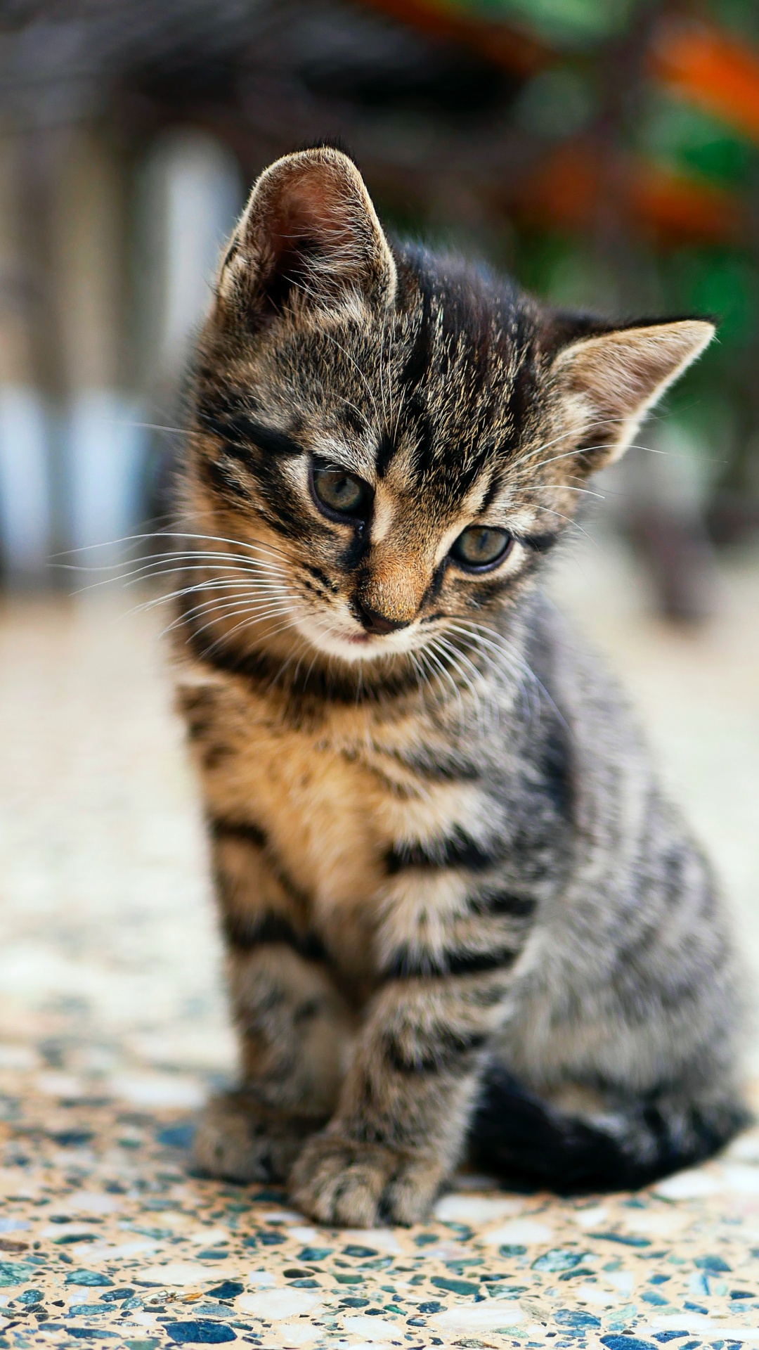 Cat, Baby Tabby Cat, American Shorthair, Havana Brown, British Shorthair. Wallpaper in 1080x1920 Resolution