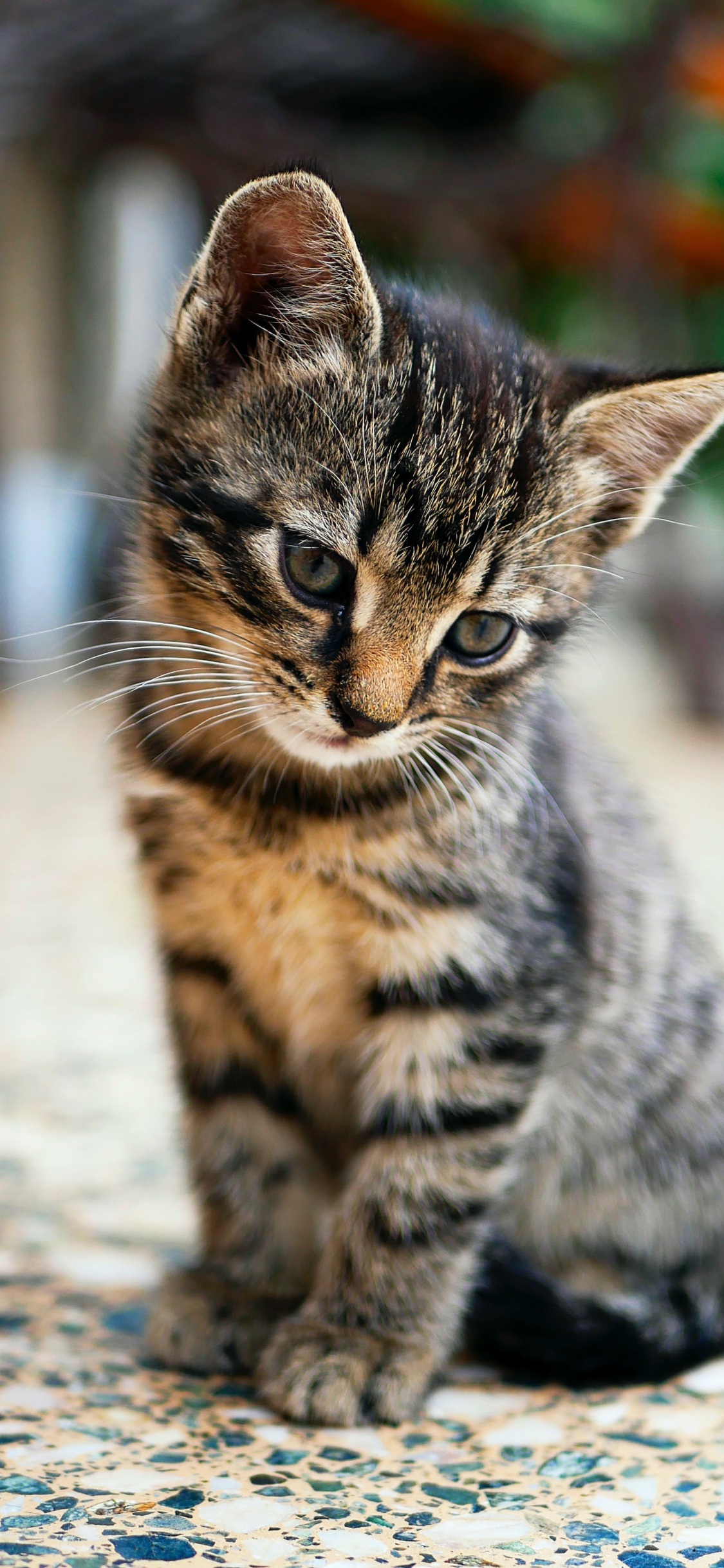 Cat, Baby Tabby Cat, American Shorthair, Havana Brown, British Shorthair. Wallpaper in 1125x2436 Resolution