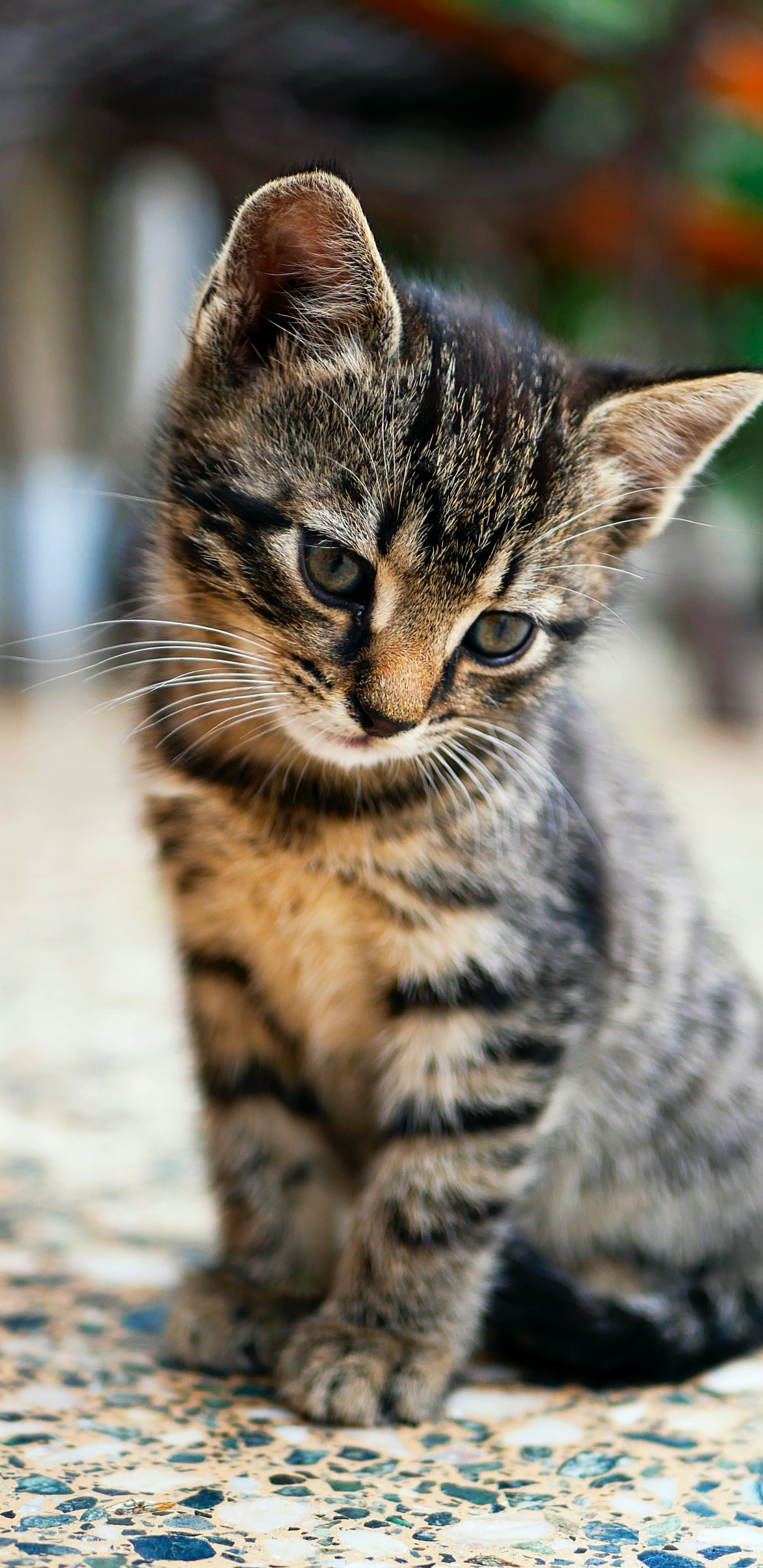 Cat, Baby Tabby Cat, American Shorthair, Havana Brown, British Shorthair. Wallpaper in 1440x2960 Resolution