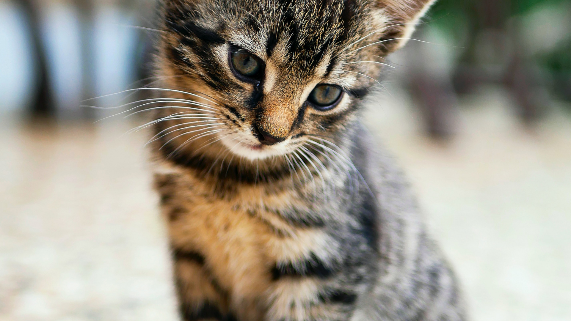 Cat, Baby Tabby Cat, American Shorthair, Havana Brown, British Shorthair. Wallpaper in 1920x1080 Resolution