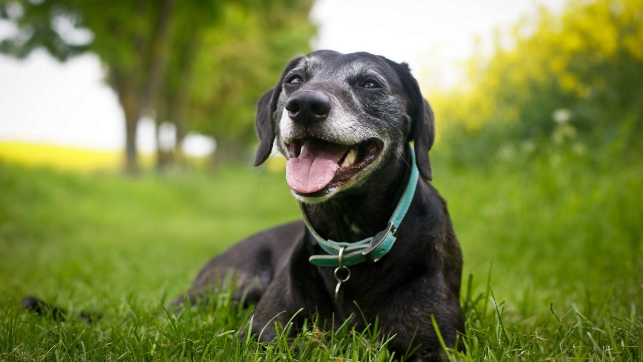 Black Labrador Retriever Puppy Lying on Green Grass Field During Daytime. Wallpaper in 1280x720 Resolution