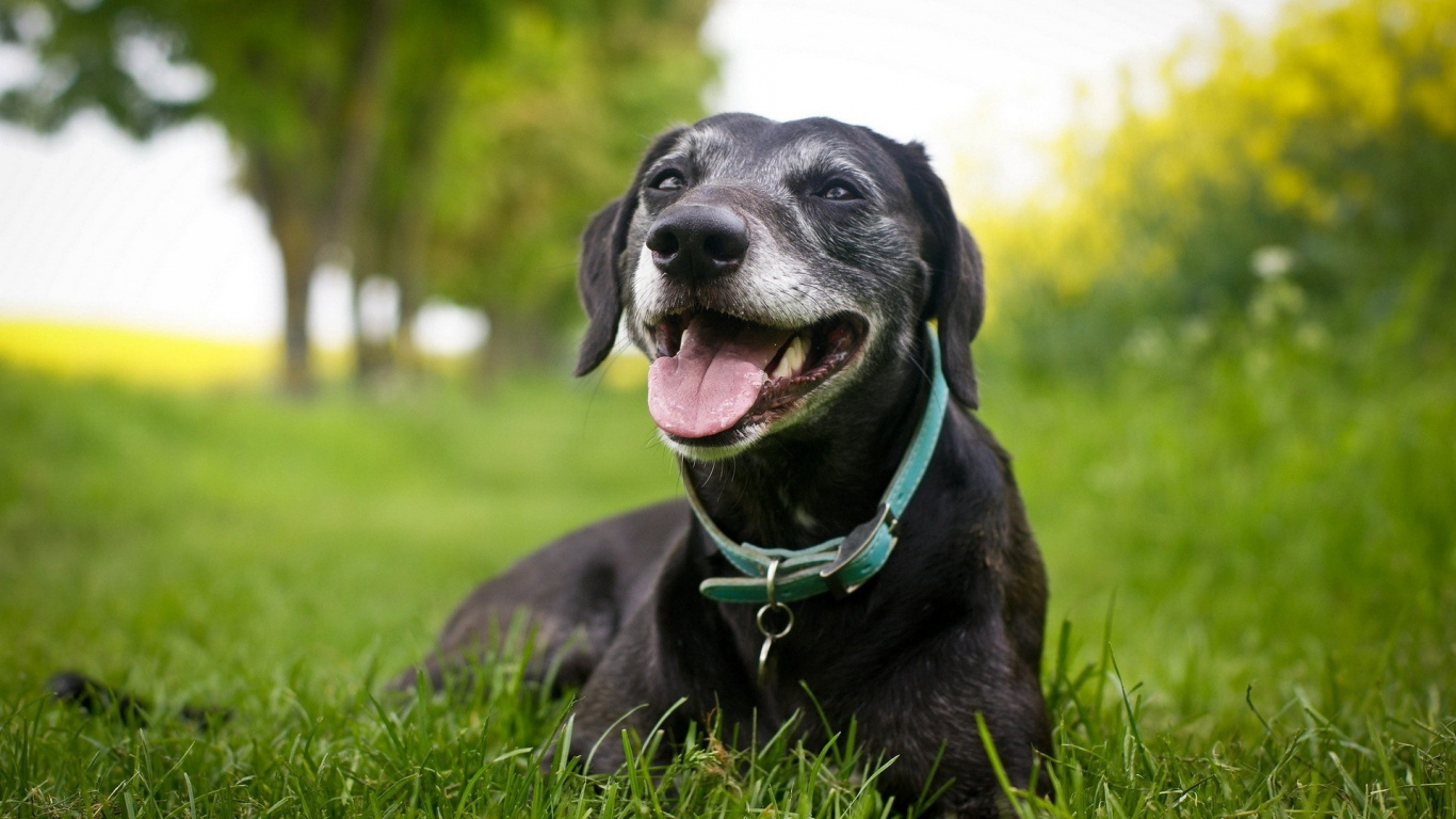 Black Labrador Retriever Puppy Lying on Green Grass Field During Daytime. Wallpaper in 1366x768 Resolution
