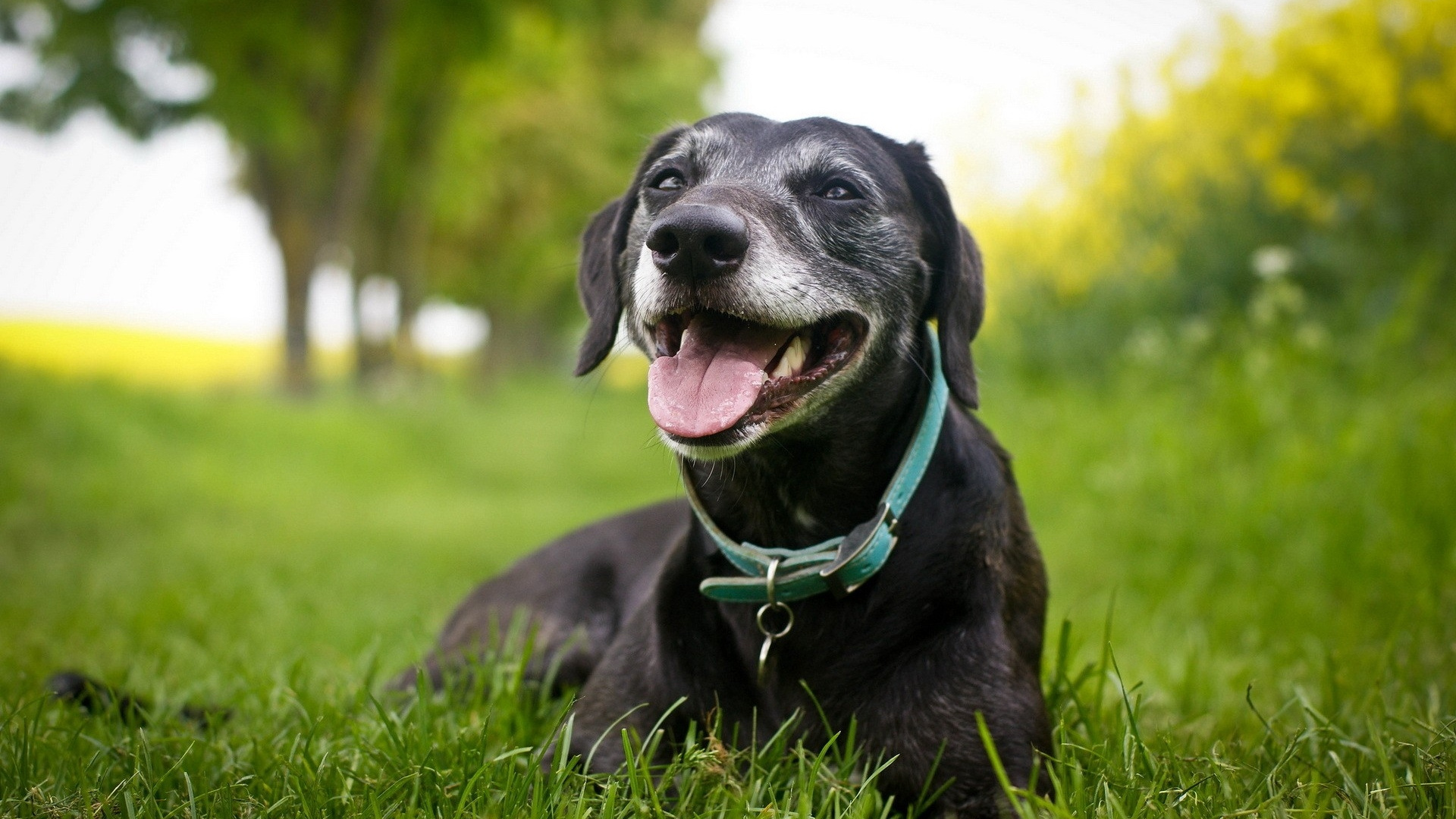 Black Labrador Retriever Puppy Lying on Green Grass Field During Daytime. Wallpaper in 1920x1080 Resolution
