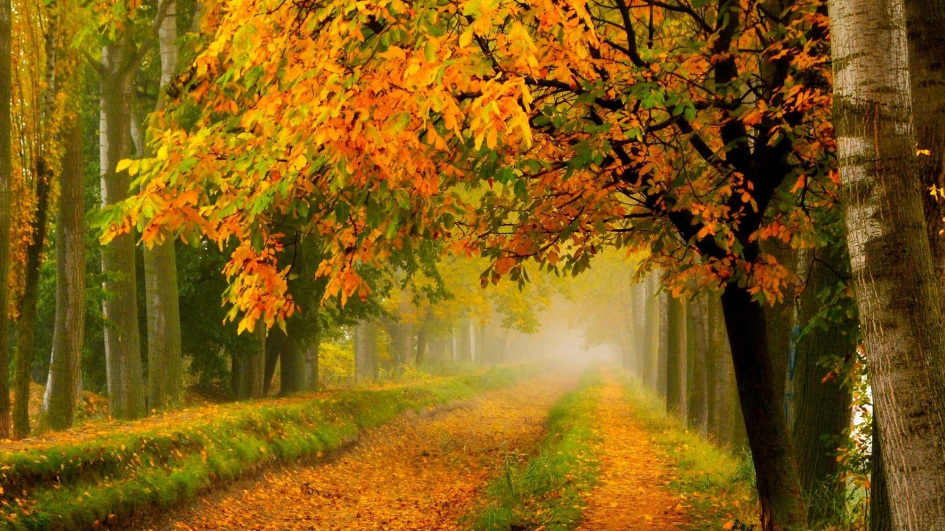 Brown and Yellow Leaves on Ground. Wallpaper in 1920x1080 Resolution