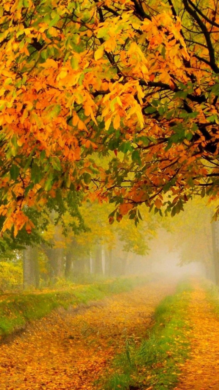 Hojas Marrones y Amarillas en el Suelo. Wallpaper in 750x1334 Resolution