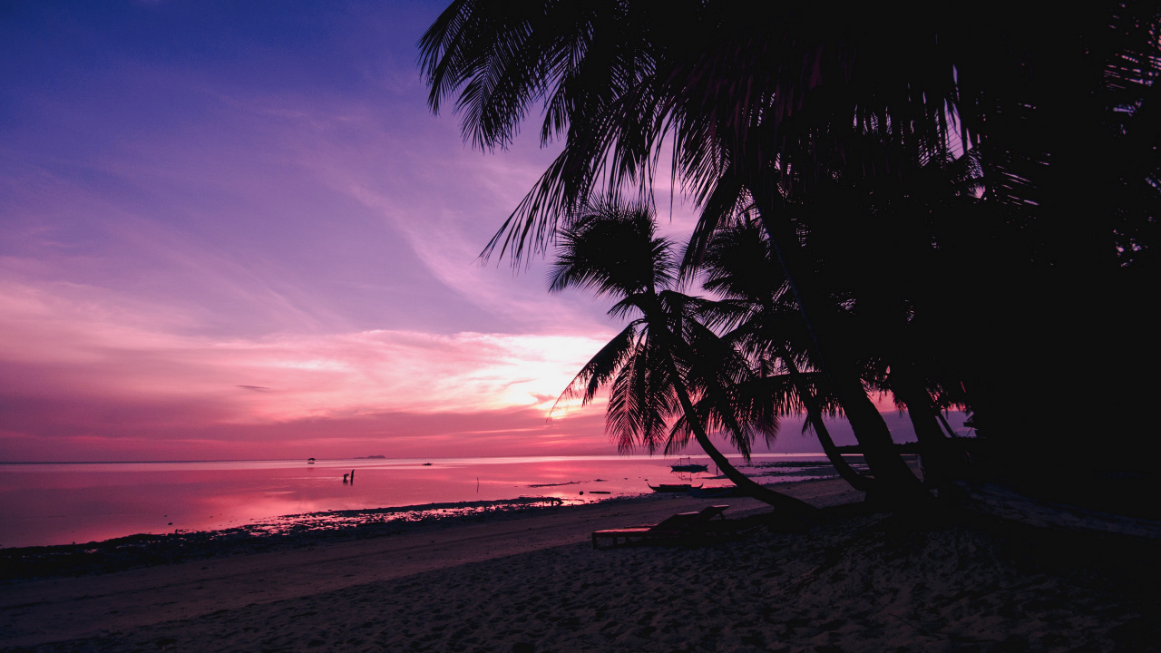 Palmier Sur la Plage au Coucher du Soleil. Wallpaper in 1280x720 Resolution