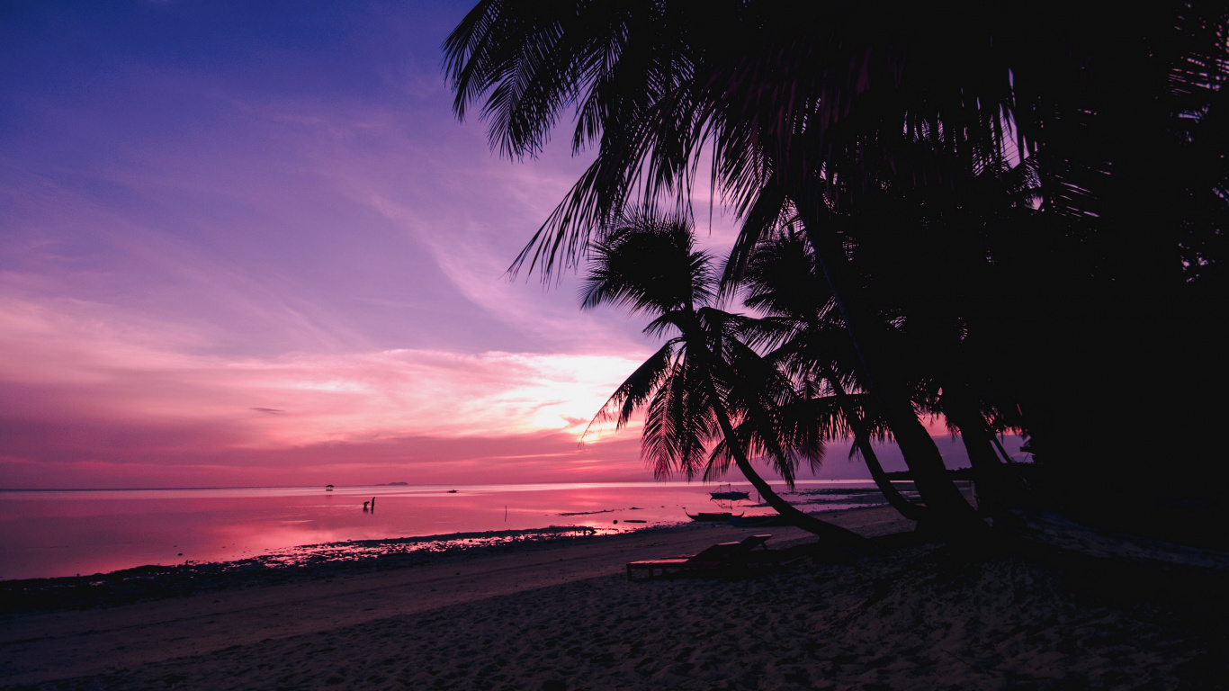 Palme am Strandufer Bei Sonnenuntergang. Wallpaper in 1366x768 Resolution