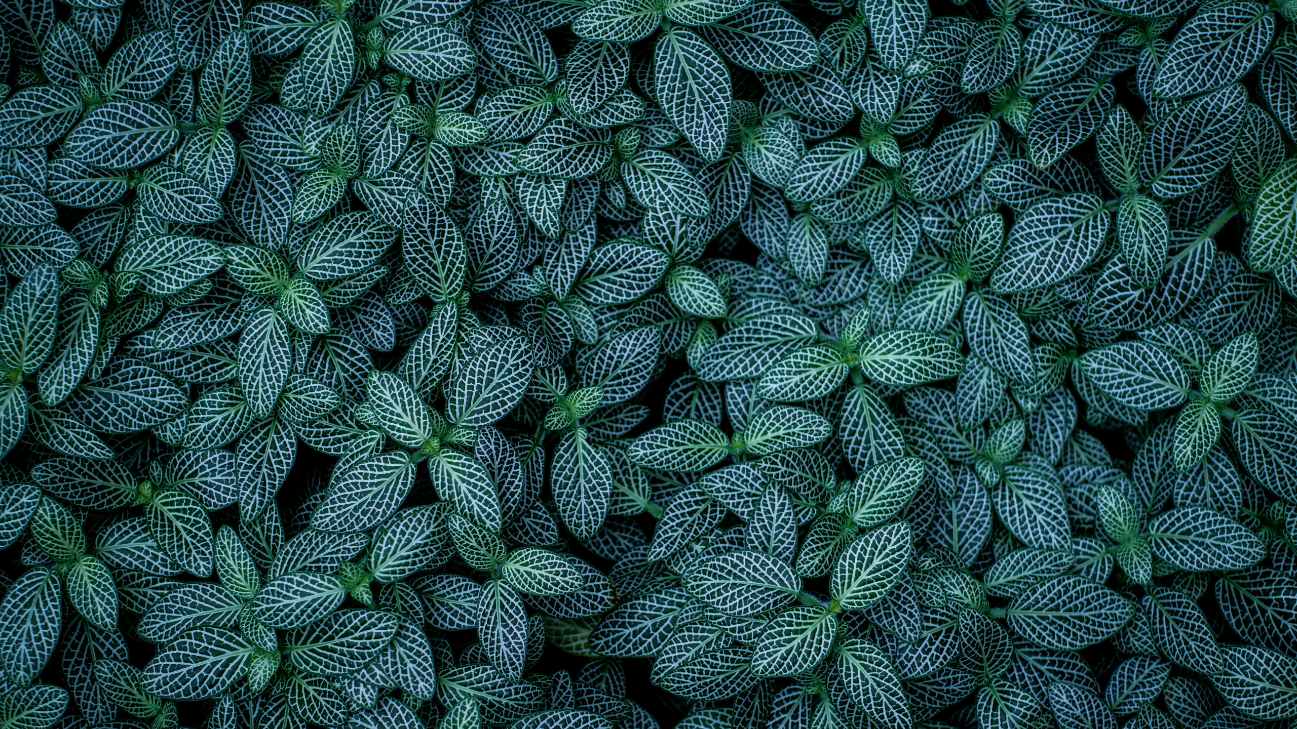 Blatt, Gr, Muster, Botanik, Design. Wallpaper in 2560x1440 Resolution