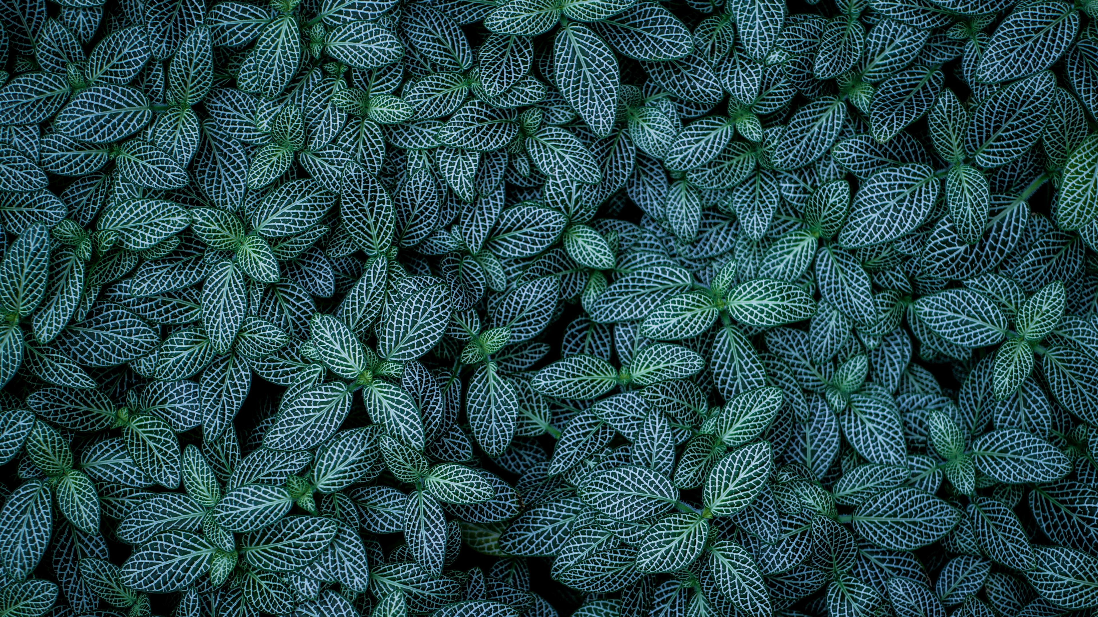 Blatt, Gr, Muster, Botanik, Design. Wallpaper in 3840x2160 Resolution