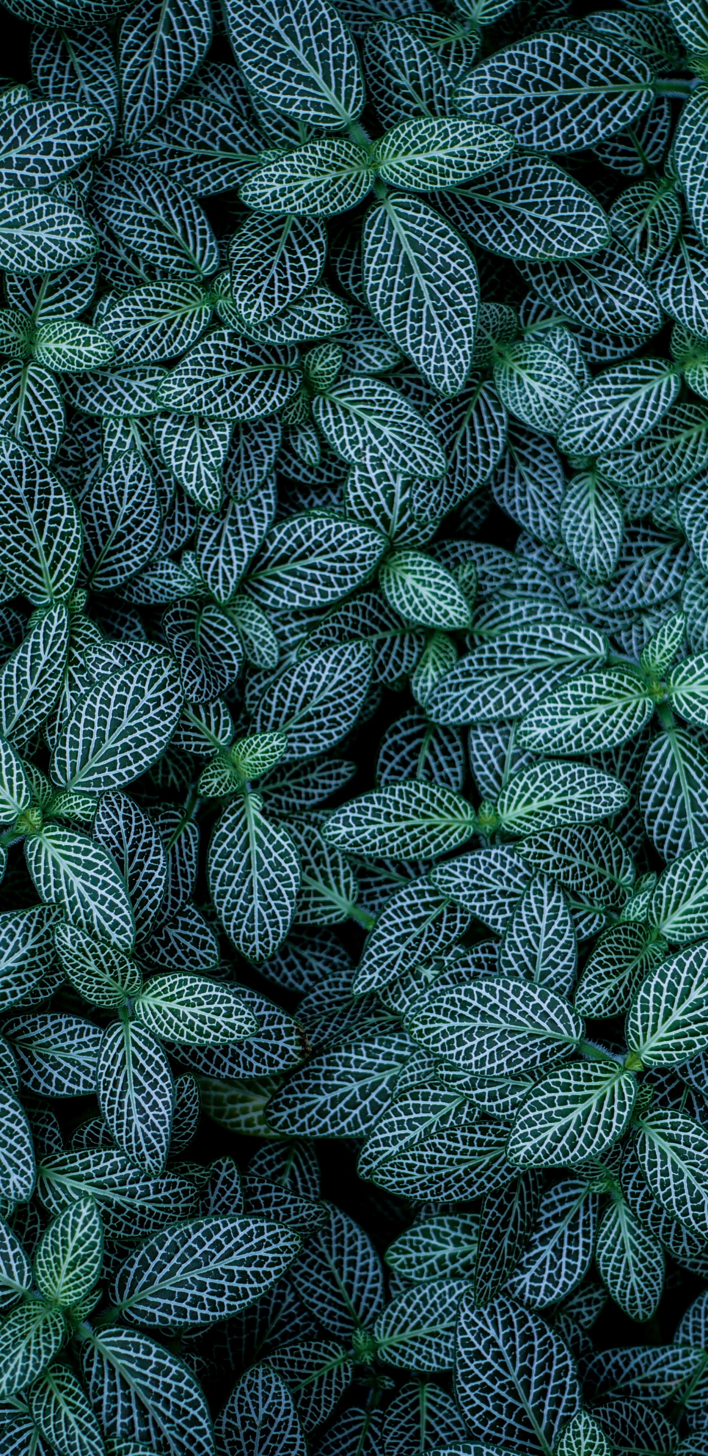 Leaf, Green, Pattern, Plant, Botany. Wallpaper in 1440x2960 Resolution