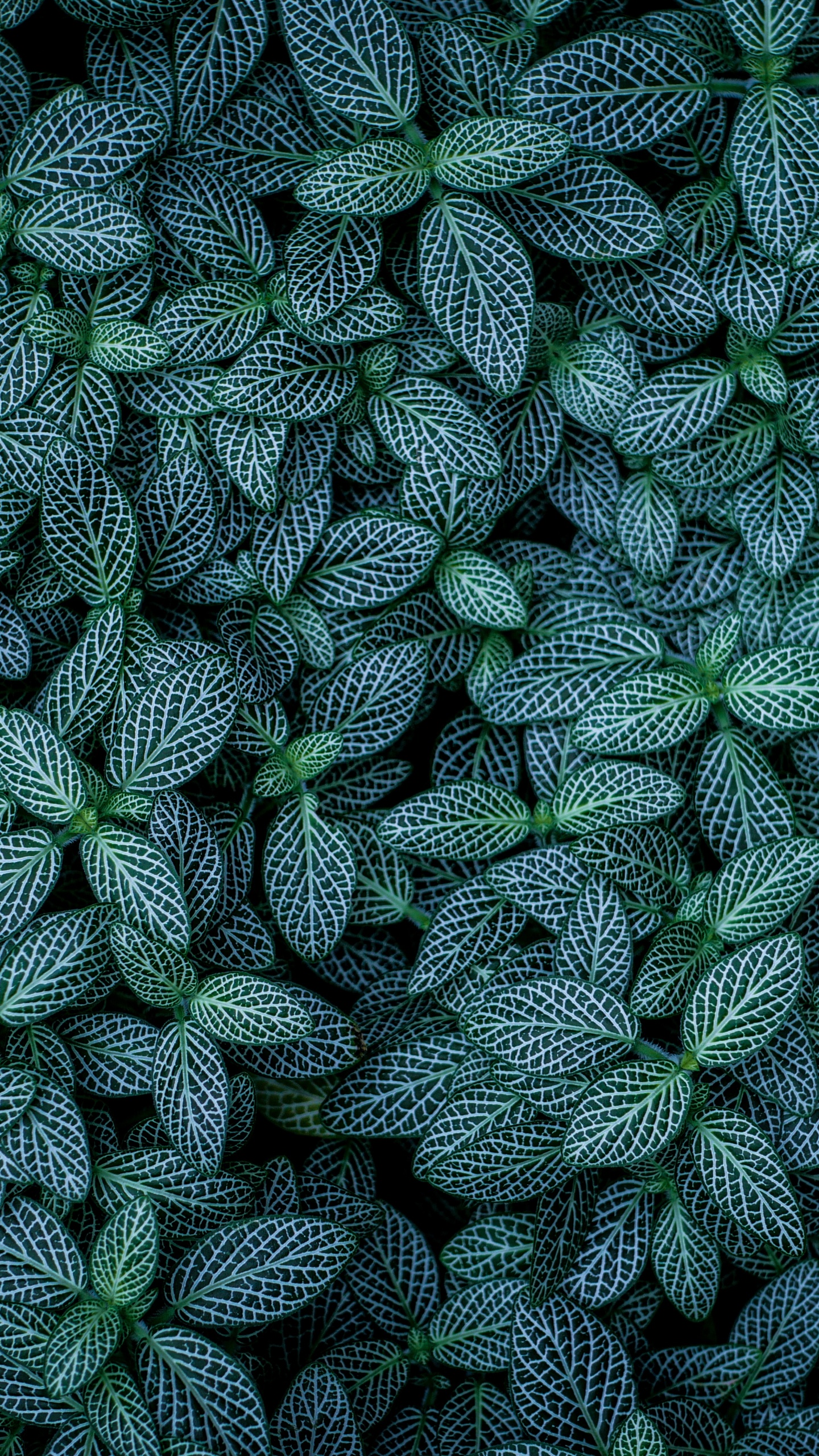 Verde, Patrón, la Botánica, Diseño, la Cubierta Vegetal. Wallpaper in 1440x2560 Resolution