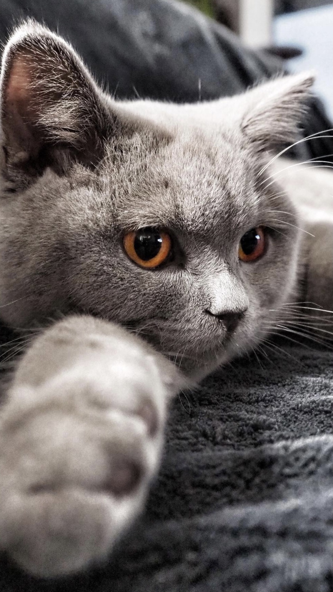 Gato, Carnívoro, Felidae, Gris, de Tamaño Pequeño a Mediano Gatos. Wallpaper in 1080x1920 Resolution