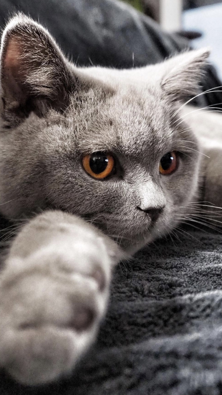 Katze, Backenbart, Carnivore, Felidae, Kleine Bis Mittelgroße Katzen. Wallpaper in 750x1334 Resolution