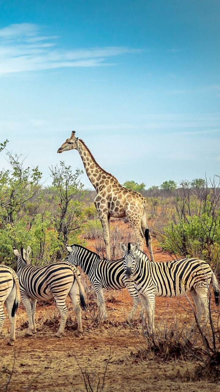 Cebra de Pie en el Campo de Hierba Marrón Durante el Día. Wallpaper in 720x1280 Resolution