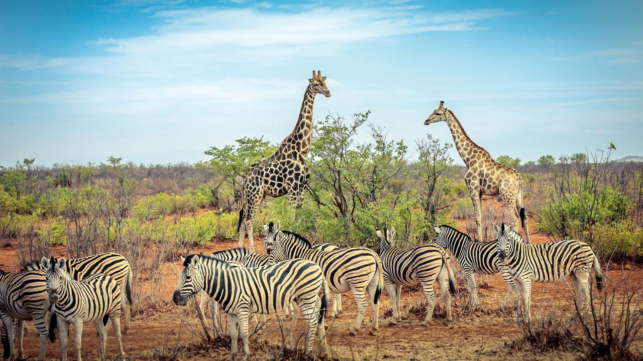 Zebra Debout Sur un Terrain D'herbe Brune Pendant la Journée. Wallpaper in 1280x720 Resolution