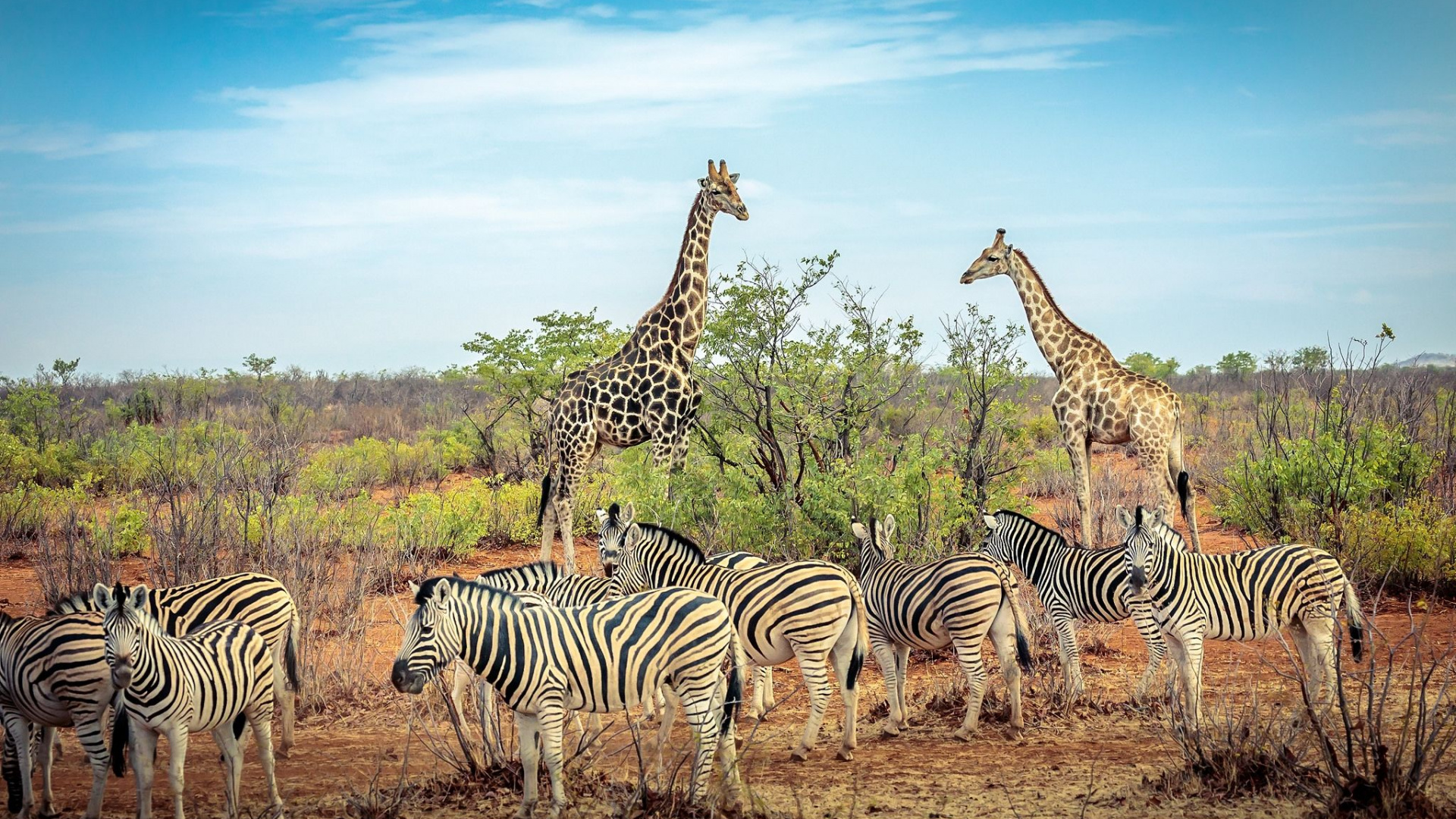 Zebra Debout Sur un Terrain D'herbe Brune Pendant la Journée. Wallpaper in 1920x1080 Resolution