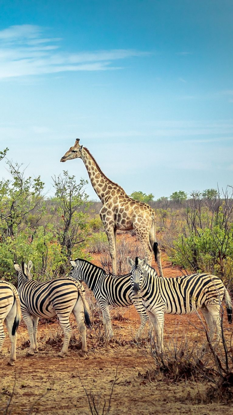 Zebra Debout Sur un Terrain D'herbe Brune Pendant la Journée. Wallpaper in 750x1334 Resolution